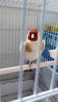 Kanariefugl, Stillits, 1 år