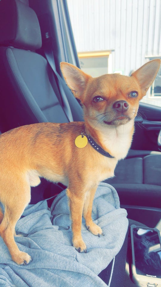 Chihuahua