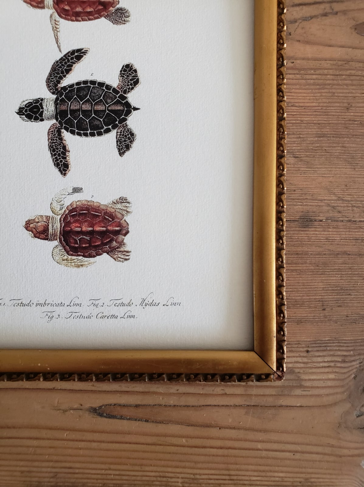 Tryk, Nyudklækkede skildpadder, motiv: Vintage