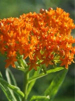 Silkeplante - orange - 6 frø