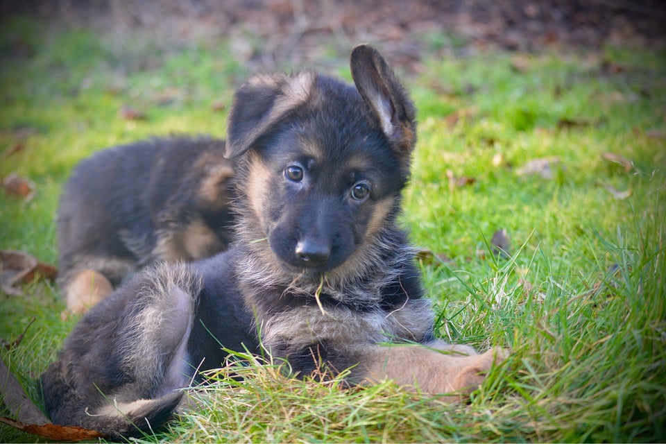 Schæferhund