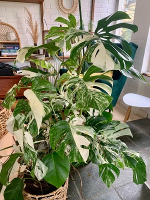 Stueplante, Monstera Albo Variegata, Sælges flotte cuts/stiklinger fra min Monstera Albo Variegata m