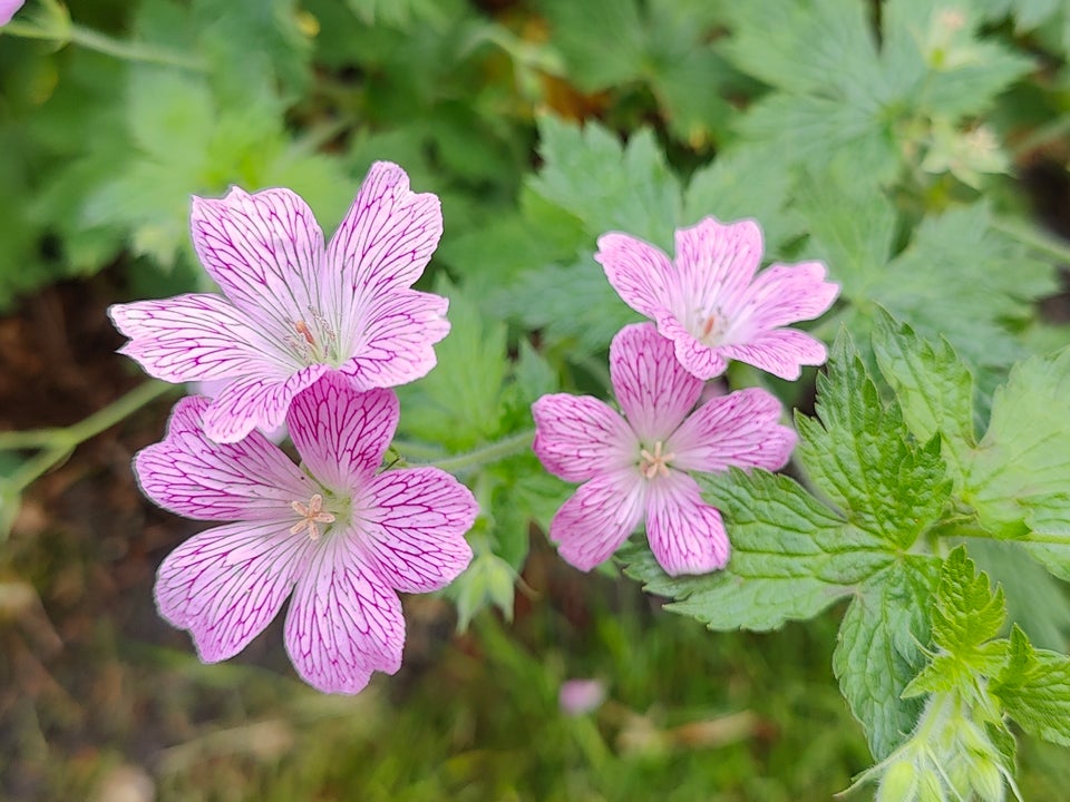 Stauder, 50 stk. Storkenæb. Geranium x oxonianum