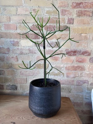 Sukkulent, Euphorbia Tirucalli (Levende Pind) 45cm høj u/potte. 
Scan Potten koster 310,- men den ka