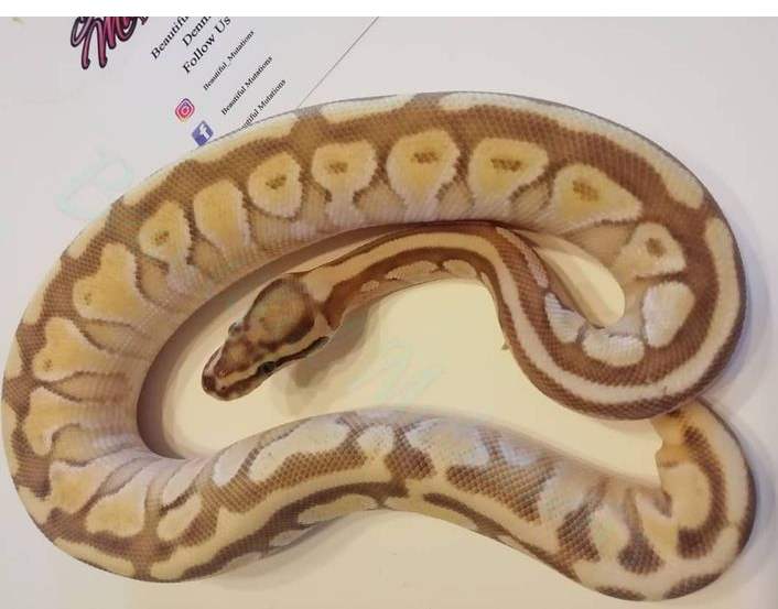 Slange, Div konge python