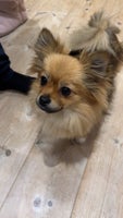 Pomeranian, hund, 2 år