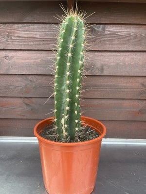 Kaktus, Højde fra jord til top 35 cm