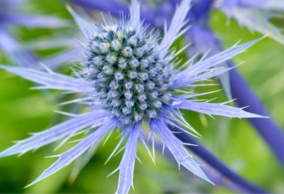 Mandstro - blå - 10 frø, Mandstro - blå - 10 frø
Eryngium 
En smuk staude med fe kendte blå blomster
