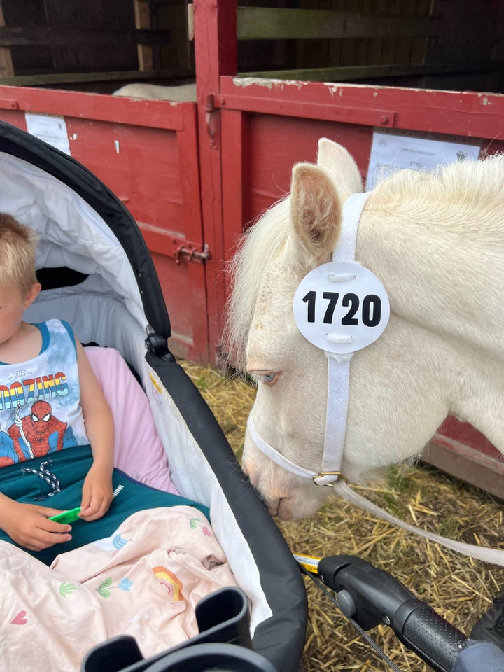 Welsh pony og Cob, hoppe, 2 år