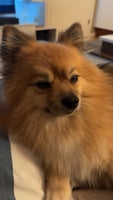 Pomeranian, hund, 3 år