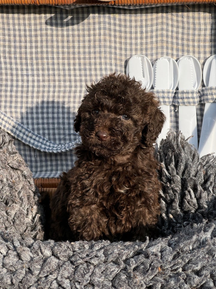 Labradoodle , hvalpe, 6 uger