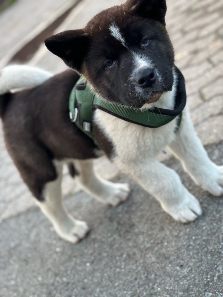 American AKITA , hvalpe, 8 uger