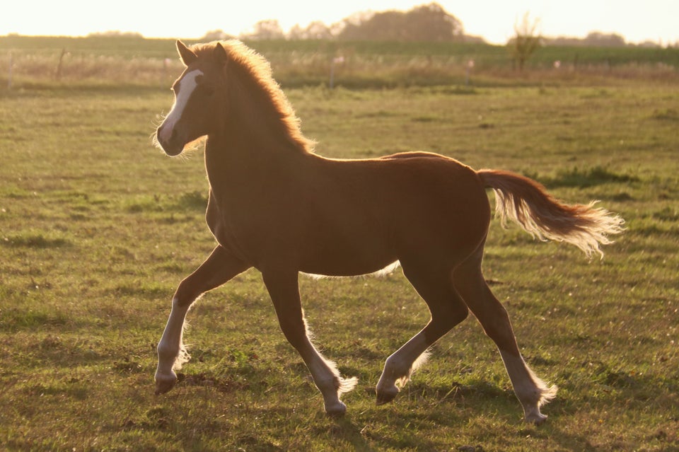 Welsh, hoppe, 0 år