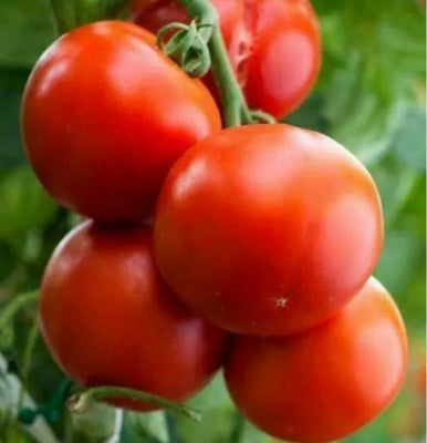 Tomat - novosadski jabucar - 10 frø, Tomat - novosadski jabucar - 10 frø
En mellem tidlig gammel sor