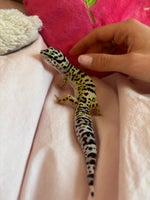 Firben, Leopard gecko