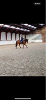 Irsk Sports Pony, vallak, 17 år