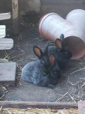 Kanin, 0 år, Søde rolige blandings kaniner 3/4 BK & 1/4 FV.
2 sorte piger & en sort han med sølv stæ