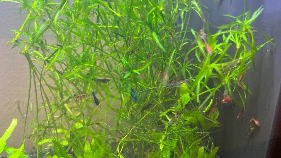 Akvarium, 19 liter, b: 52 d: 19 h: 30