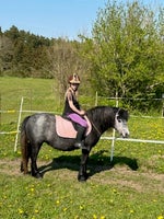 Fantastisk yndig ryttervant Dartmoor Pony sælges