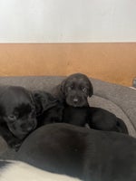 Labrador, hvalpe, 5 uger