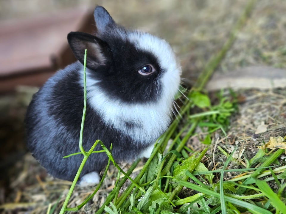 Kanin, Hermelin/dværg kanin/løvehoved, 0 år