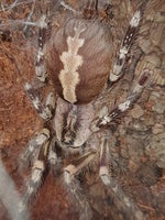 Edderkop, Poecilotheria fasciata