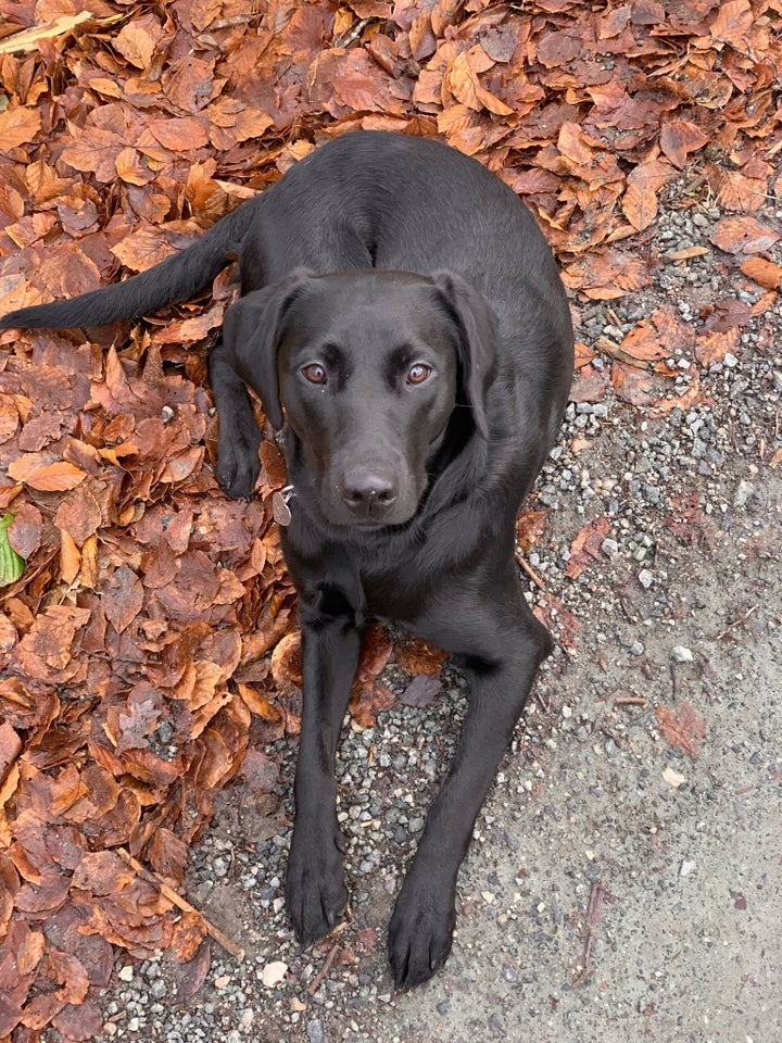 Labrador Retriever