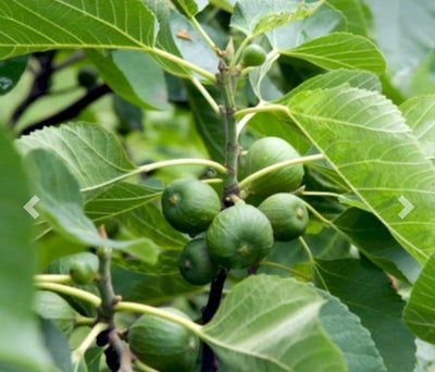 Bornholmsk figentræ, Mindre plante i krukke, trænger til et liv i jord.
Billede er ikke fra planten.
