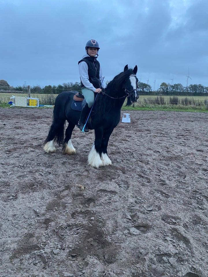 Irish Cob, hoppe, 6 år