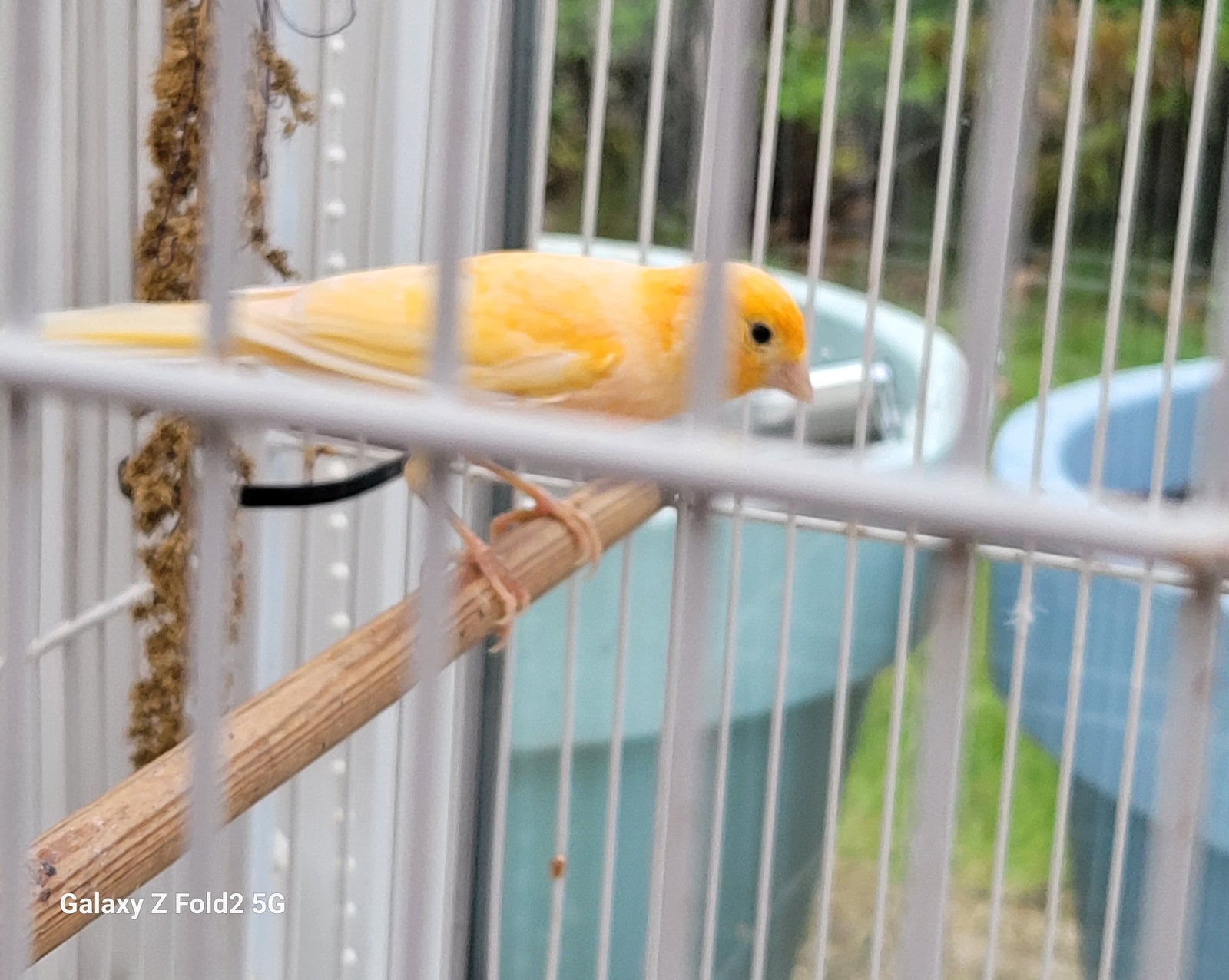Kanariefugl med bur