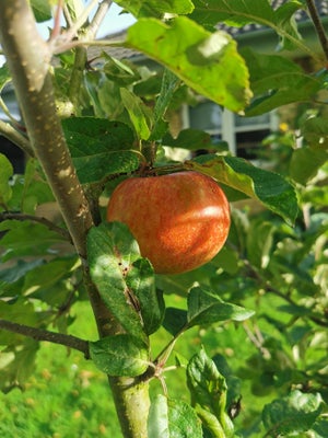 Æbletræ, Stor flot rød Aroma æbletræ grundstamme sælges. 
Nuværende salgshøjde er 2-2,5 meter. 

R