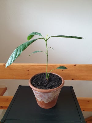 Plante., Avocadotræ., 2 stammet Avocadotræ sælges med krukken det står i.
Se mål på sidste billede.
