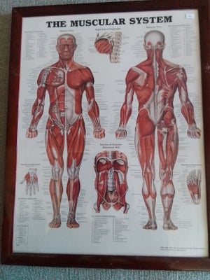 Planche, motiv: The muscular system, b: 55 h: 70, Kan ses købes på Agerskov kræmmermarked