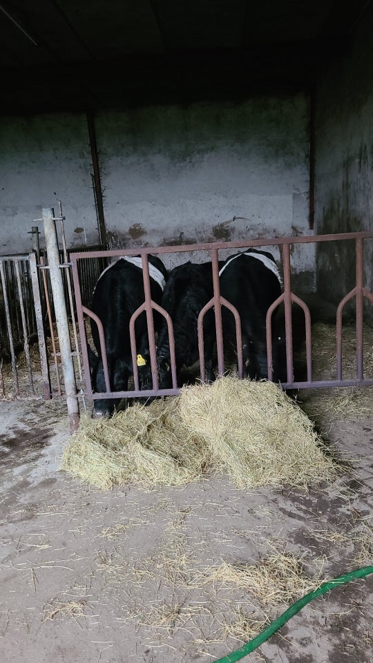 Kvæg, 2-4 Stk.