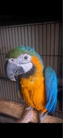 Papegøje, blågul ara, 1 år