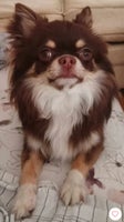 Chihuahua , hund, 2 år