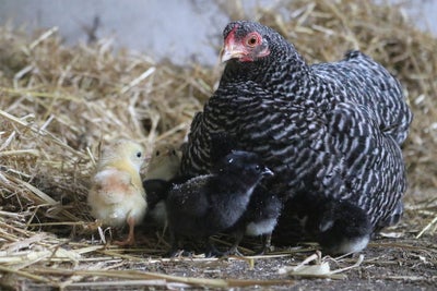 Kyllinger, 10 stk., Høne med ni daggamle kyllinger fra blandede høns, sælges kun samlet.
15.04.24.