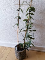 Hoya planter