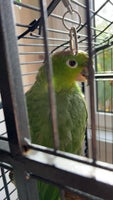 Papegøje, Costarica amazon, 4 år