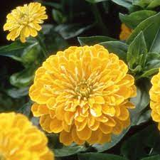 ZINNIA GOLDEN DAWN - 1125, Zinnia elegans Frøkenhat