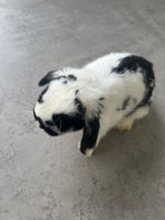 Kanin, Miniloop kaninunge, 0 år