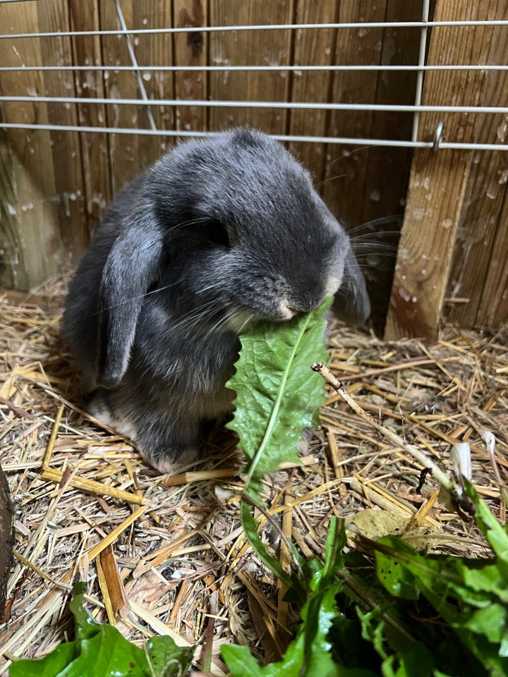 Kanin, Minilop , 0 år