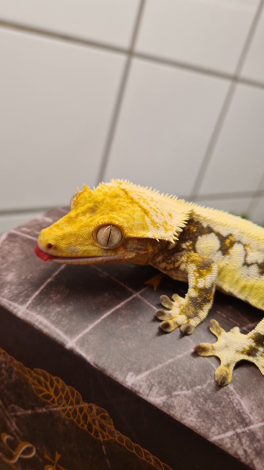 Gekko, Kronegekko