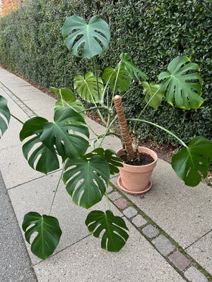 Stueplante, Monstera Deliciosa, Har denne fine plante der desværre er for stor min min lejlighed. Er