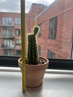Plant, Cactus