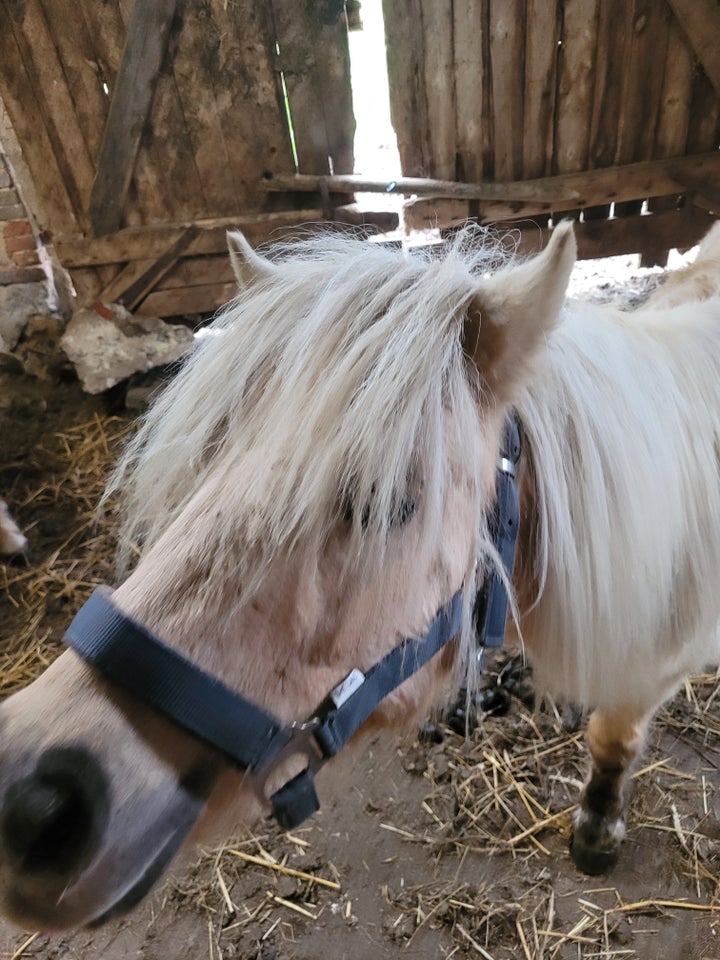 Shetlandspony, hoppe, 8 år