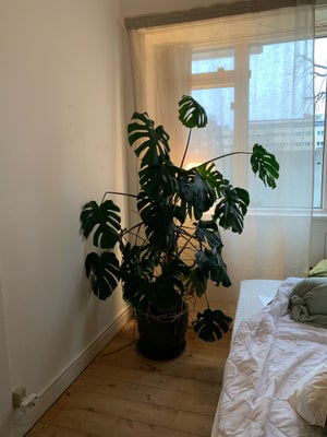 Monstera, Min elskede monstera-plante sælges, da vi får en baby til marts og desværre ikke længere h