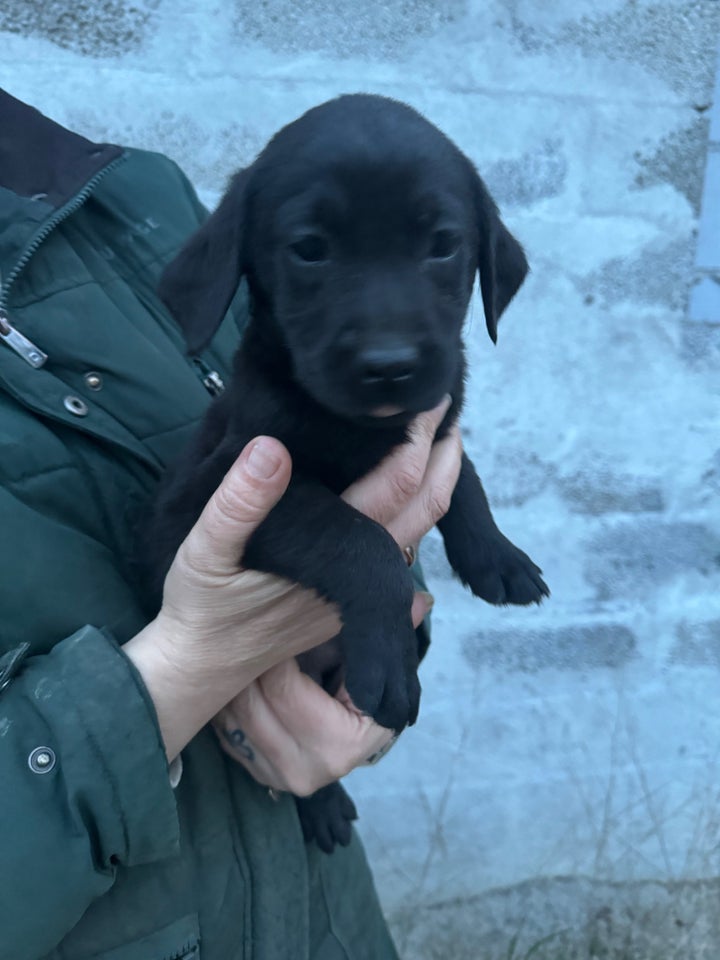 Labrador , hvalpe, 7 uger