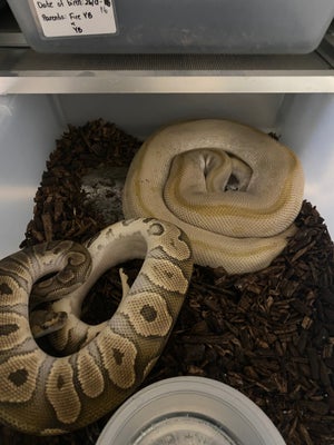 Slange, Konge python, 0.1 butter leopard clown poss het pied
1.0 ghi clown poss het pied
Begge prove