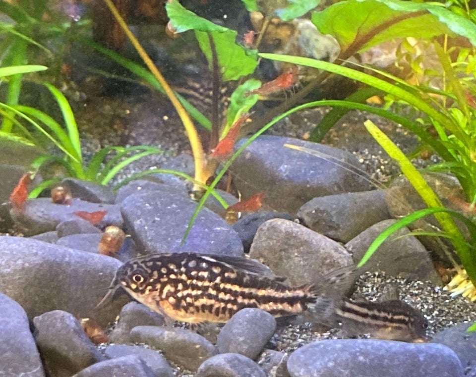 Corydoras Napoensis, 20 stk.